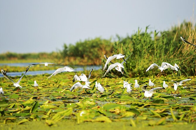 Day Trip from Bucharest to Danube Delta - The 6:30 am start from Bucharest feels long, but it’s the point