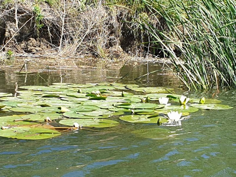 From Bucharest: 2-Day Danube Delta Wonders Small Group Tour - Murighiol boat ride: the heart of the Danube Delta Wonders