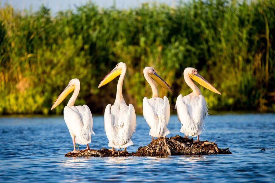 From Bucharest: Day Trip to Danube Delta - Picking Up and Setting the Tone Before the Cruise