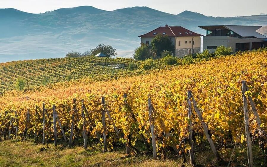 From Bucharest: Exclusive Dealu Mare Wine Tasting Tour - Key highlights I think matter