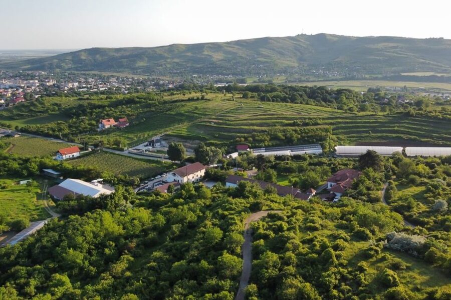 From Bucharest: Exclusive Dealu Mare Wine Tasting Tour - The Old Wine Road: The Drive That Turns a Day Trip into an Experience