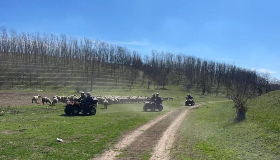 From Bucharest: Forest and Hills ATV Quad Bike Tour - Price and value: what $141 buys you in real time