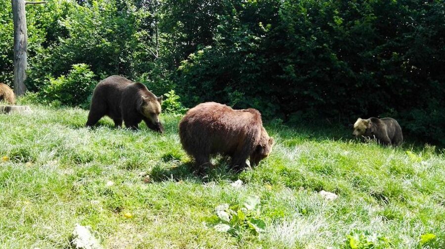 From Bucharest: Libearty Bear Sanctuary and Dracula's Castle - Key Things to Know Before You Go