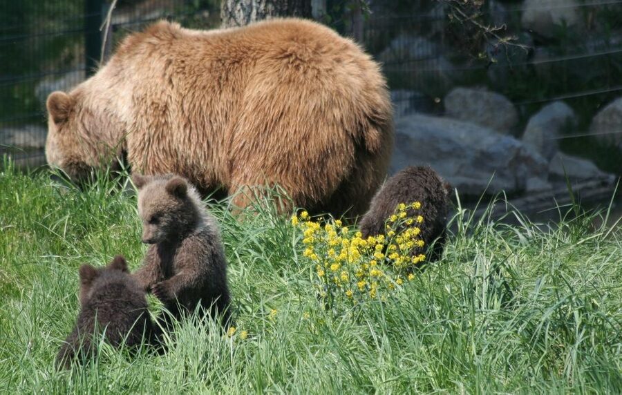 From Bucharest: Libearty Bear Sanctuary and Dracula's Castle - The Carpathian drive: using the transfer time wisely