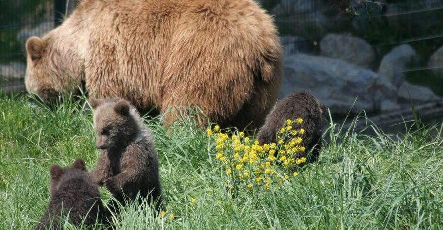 From Bucharest: Libearty Bear Sanctuary and Dracula's Castle - Bran Castle and Dracula lore: history, towers, and the crowd factor