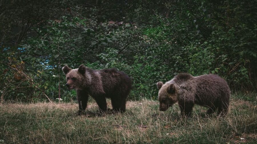 From Bucharest: Libearty Bear Sanctuary and Dracula's Castle - Who this trip suits best (and who should rethink it)