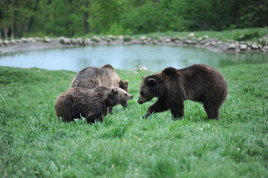 From Bucharest: Libearty Bear Sanctuary and Dracula's Castle - A practical packing checklist for this day