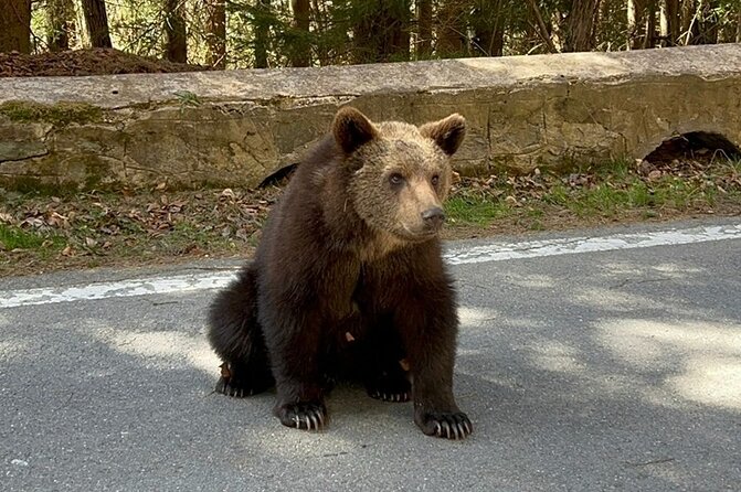 Hike to Poenari Fortress, Vidraru Dam, Argeș Monastery - Private - The Mountain Route Energy: Window Seats and Bear Luck