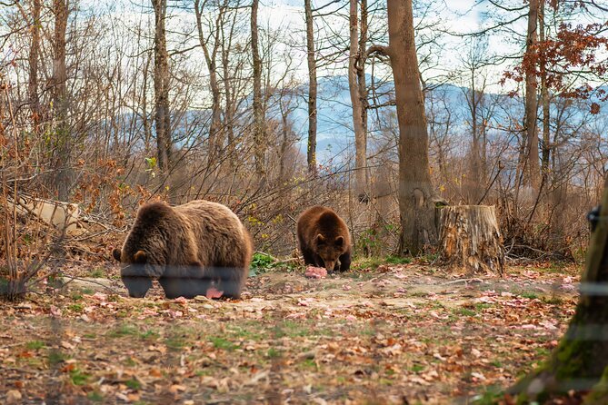 Legends&Wildlife Awaits: Dracula's Castle & Bear Sanctuary - Price and value: is $224.76 fair for this Bucharest day trip?