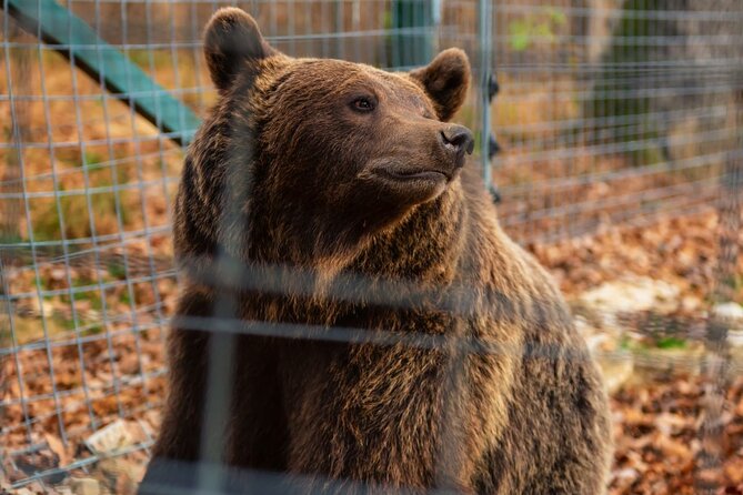 Legends&Wildlife Awaits: Dracula's Castle & Bear Sanctuary - Should you book Legends&Wildlife Awaits: Dracula’s Castle & Bear Sanctuary?