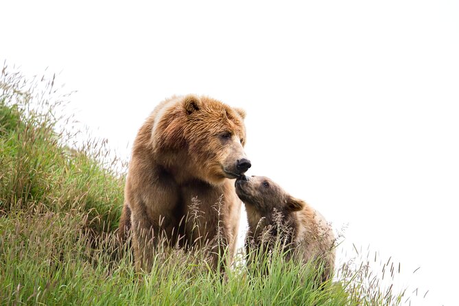 Libearty Bear Sanctuary and Dracula's Castle - Day Tour from Bucharest - Price and what you’re really paying for