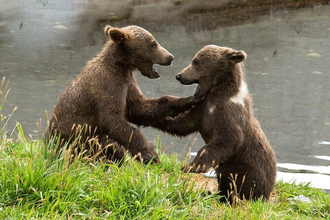 Libearty Bear Sanctuary and Dracula's Castle - Day Tour from Bucharest - Pickup, small groups, and onboard comfort that matters