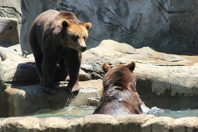 LiBEARty Brown Bear Sanctuary and the most important castles from Romania - Libearty Bear Sanctuary in Zărnești: wildlife protection, not spectacle