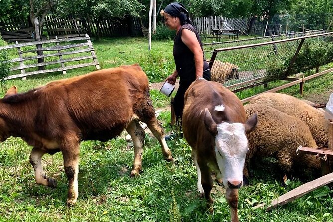 Original Carpathian Village Experience and Sinaia in one day tour - Bucharest Pickup, Transfers, and the Comfort Wins