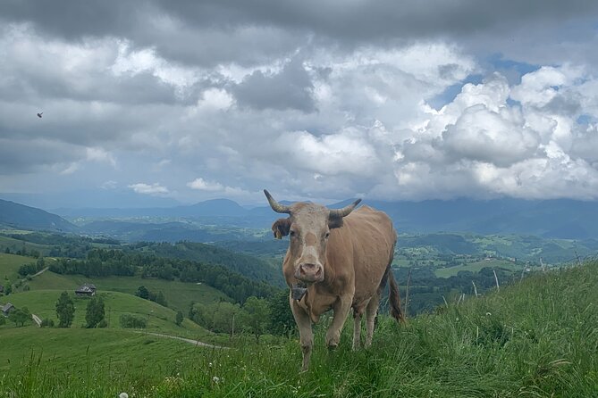 Peles castle and authentic Romanian village experience - day trip - Should You Book This Peleș and Secăria Day Trip?