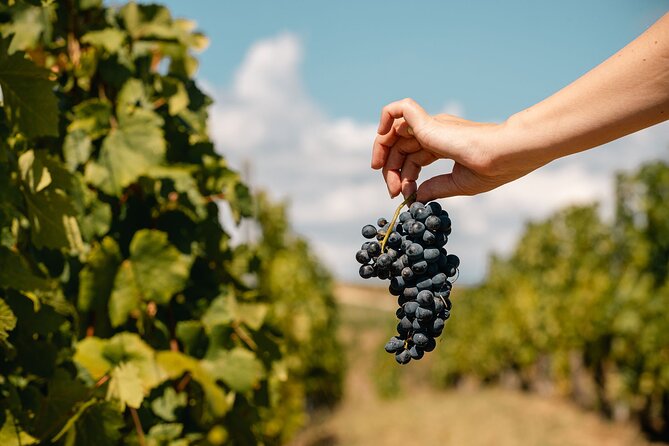 Private Tasting Expedition Along Romania’s Most Famous Wine Route - Pickup, mobile tickets, and small-group structure