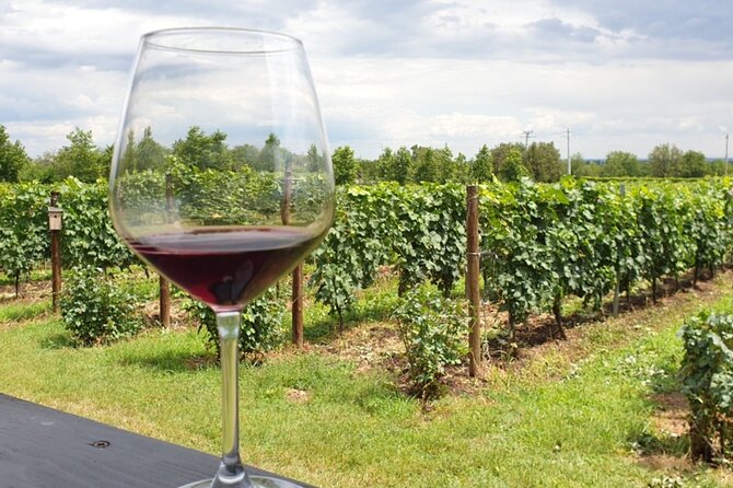 Private Wine Tasting in Cellar and the Winemaking process - Your day from start to finish (and how it stays comfortable)