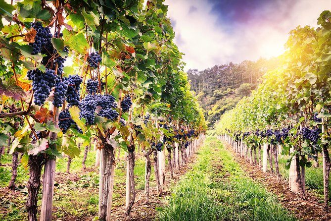 Romanian Wine Tasting - Romanian Wine Country in a Single Day From Bucharest