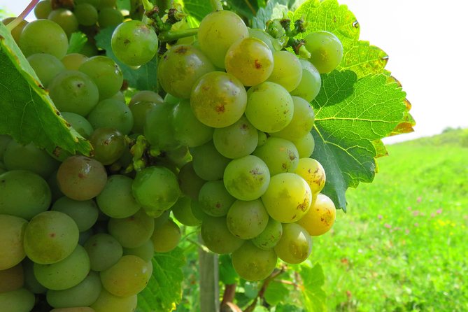The wine route by bike - Timing and the real length of a 4–8 hour day