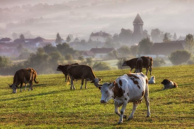 Transfer Bucharest -Brasov with Targoviste and Bran Castle visits - Price and value: what $190.81 includes, and what you’ll pay separately