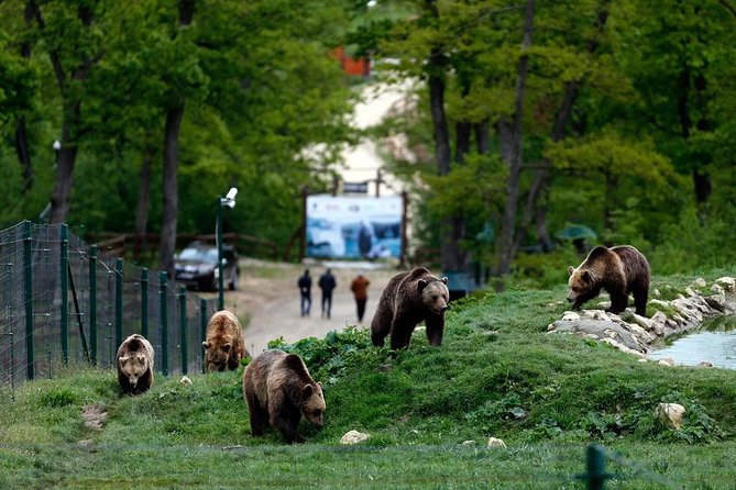 Transylvania with Dracula Castle, Bear Sanctuary and Brasov - Getting from Bucharest: hotel pickup, a modern vehicle, and a long drive that you can manage